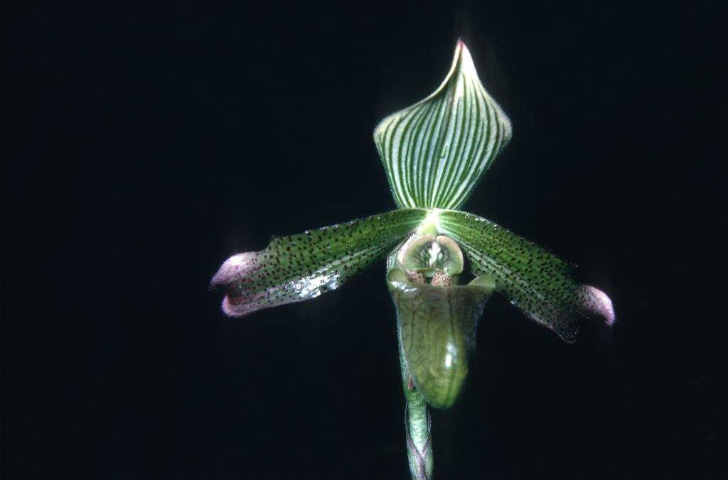 Paphiopedilum javanicum K68U3, September 1968, roll 196809H2 slide 21.  Species described in 1888.