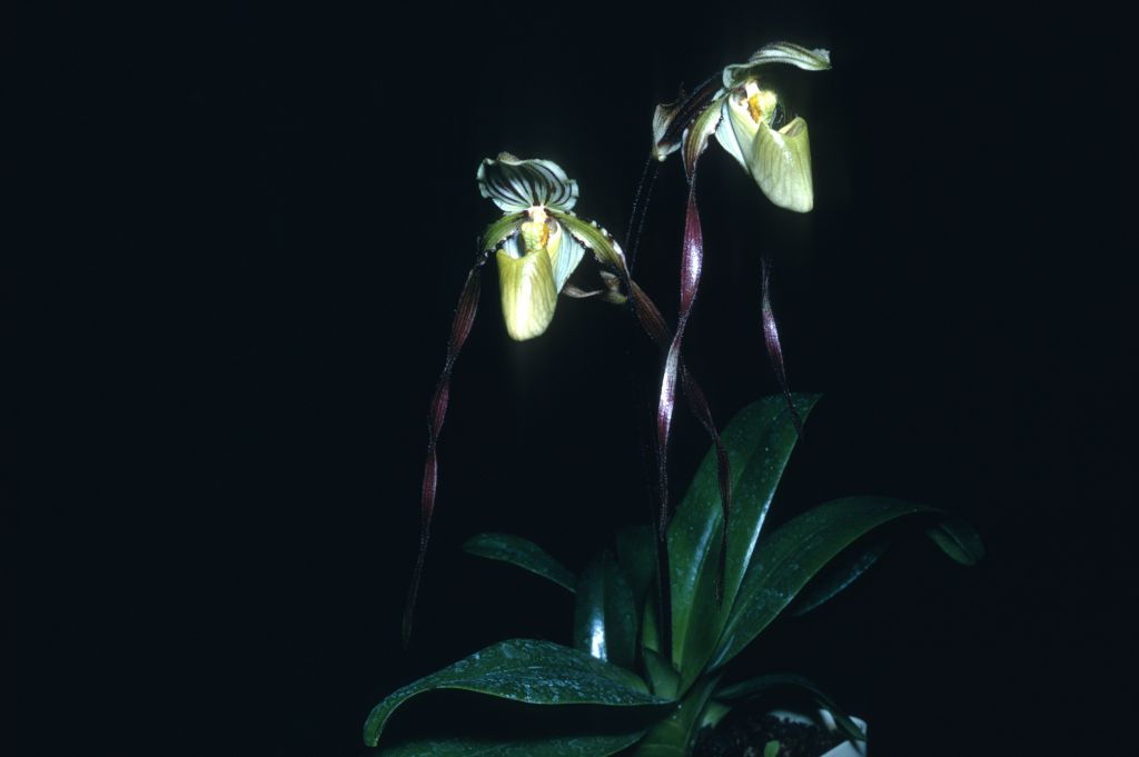 Paphiopedilum laevigatum K68P1, May 1968, roll 196805H2 slide 7.  The collection number indicates the Keyes acquired this plant in 1968 as an import from Borneo.  Species described in 1888.