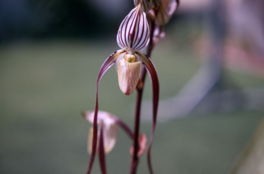 Paphiopedilum laevigatum, July 1970, roll 197007H2 slide 2.  Species described in 1888.