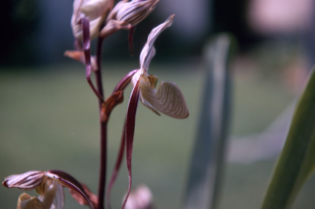 Paphiopedilum laevigatum side view, July 1970, roll 197007H2 slide 3.  Species described in 1888.