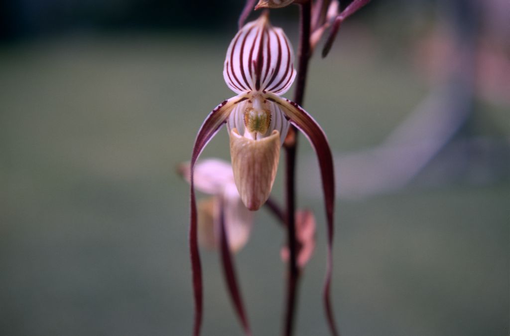 Paphiopedilum laevigatum, July 1970, roll 197007H2 slide 4.  Species described in 1888.