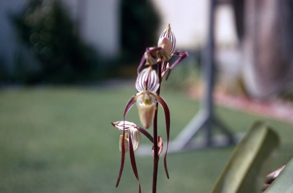Paphiopedilum laevigatum, July 1970, roll 197007H2 slide 5.  Species described in 1888.