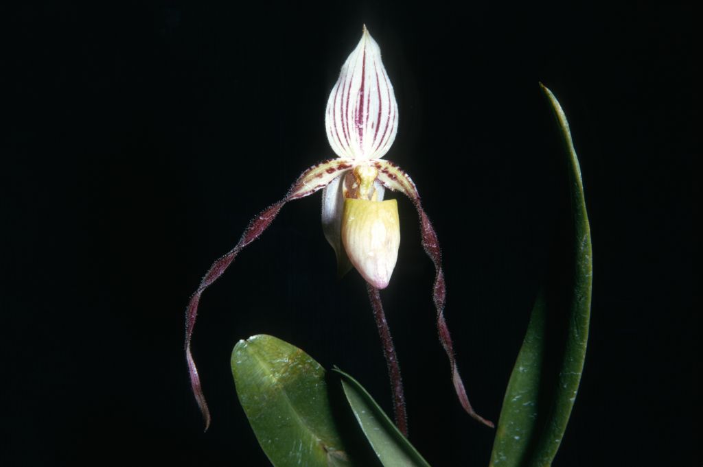 Paphiopedilum laevigatum R74P1 Mindanao, April 1974, roll 197404H12 slide 1.  The collection number indicates Ray Rands imported this plant from the Philippines in 1974, from Mindanao.  Species described in 1888.