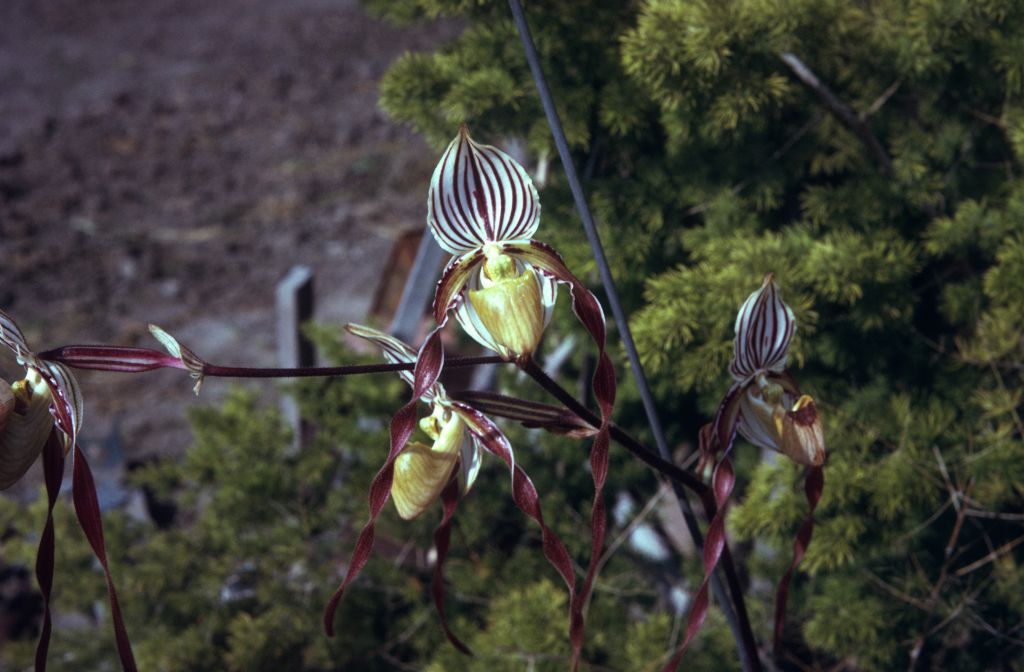 Paphiopedilum laevigatum, May 1974, roll 197405H12 slide 17.  Species described in 1888.