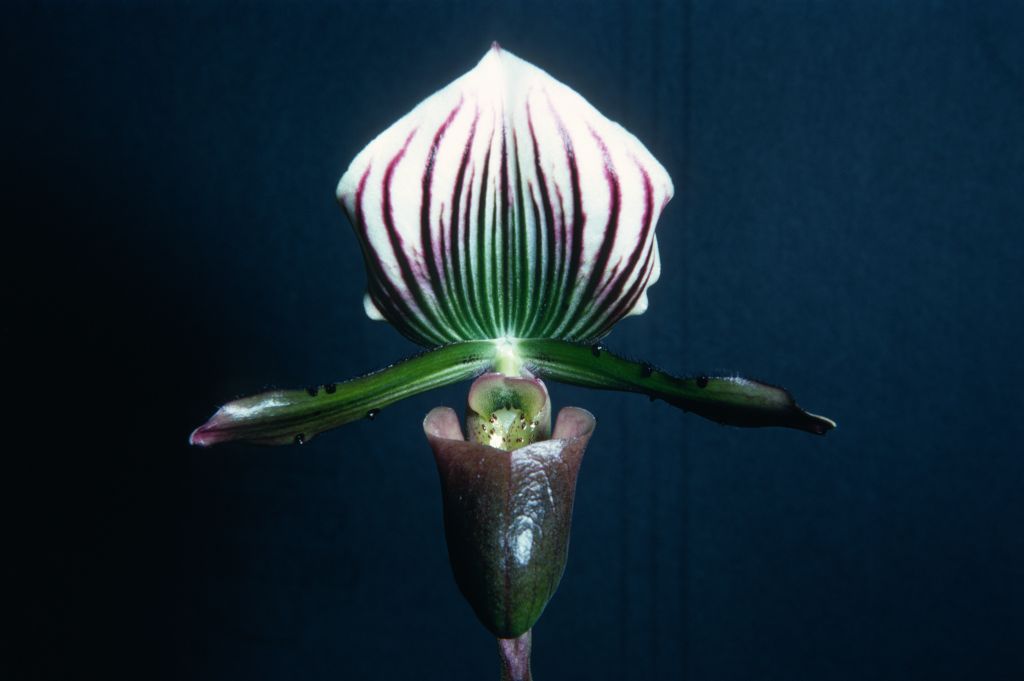 Paphiopedilum lawrenceanum K68B1, May 1968, roll 196805H2 slide 4.  The collections number indicates the Keyes acquired this plant in 1968 as an import from Indonesia.  Species described in 1888.