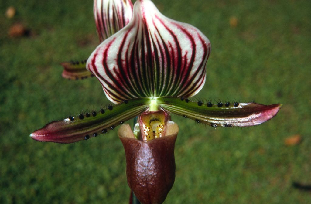 Paphiopedilum lawrenceanum, August 1972, roll 197208H1 slide 10.  Species described in 1888.