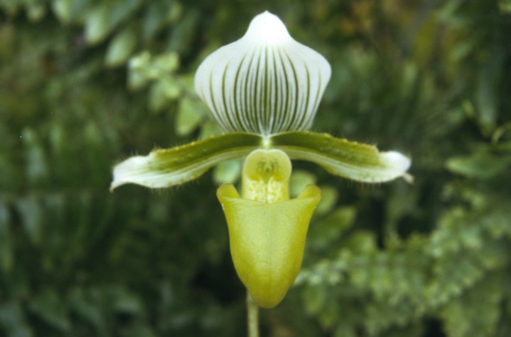 Paphiopedilum lawrenceanum hyeanum, September 1974, roll 197409H3 slide 1.  Species described in 1888.
