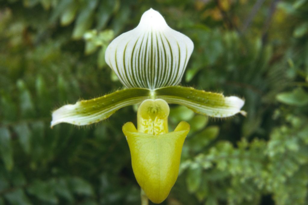 Paphiopedilum lawrenceanum hyeanum, September 1974, roll 197409H3 slide 2.  Species described in 1888.