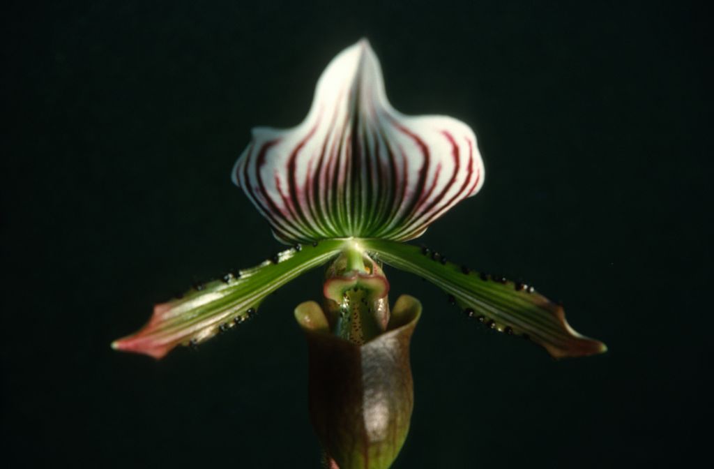 Paphiopedilum lawrenceanum veitchii, October 1975, roll 197510H6 slide 16.  Species described in 1888.