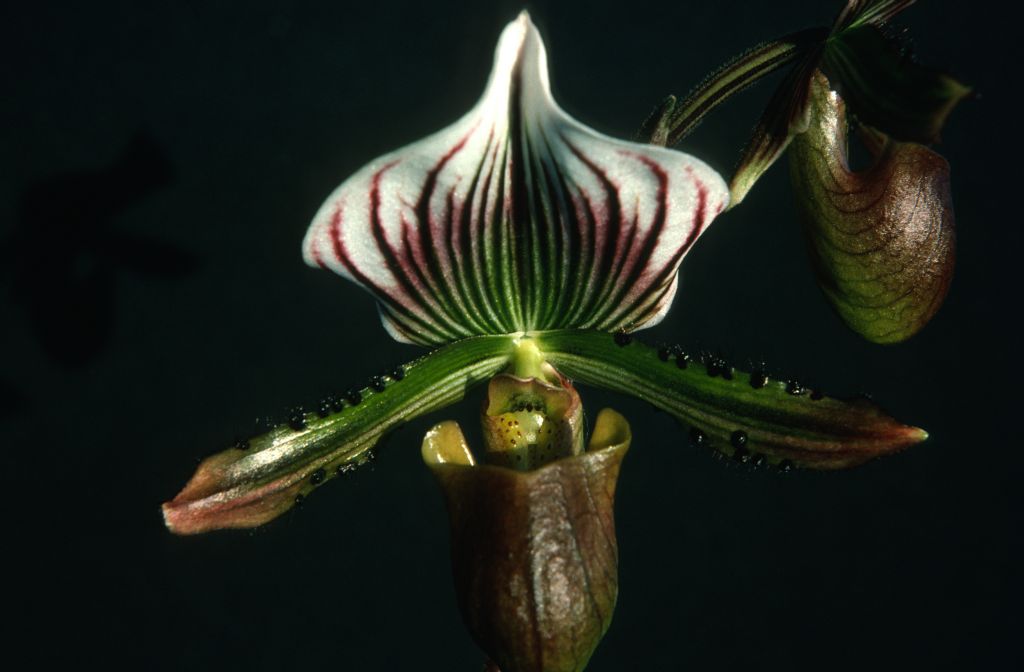 Paphiopedilum lawrenceanum 'The Best', October 1975, roll l197510H6 slide 17.  Species described in 1888.