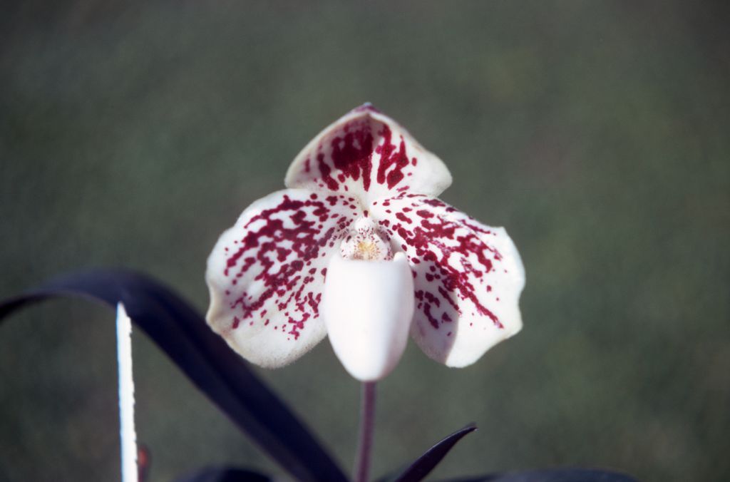 Paphiopedilum leucochilum maroon markings, August 1971, roll 197108H3 slide 16.  Species described in 1975, but known as a form of Paph. godefroyae as early as 1894.  More recently demoted again to a variety of godefroyae, but apparently distinct in habitat, unspotted pouch, and larger size.