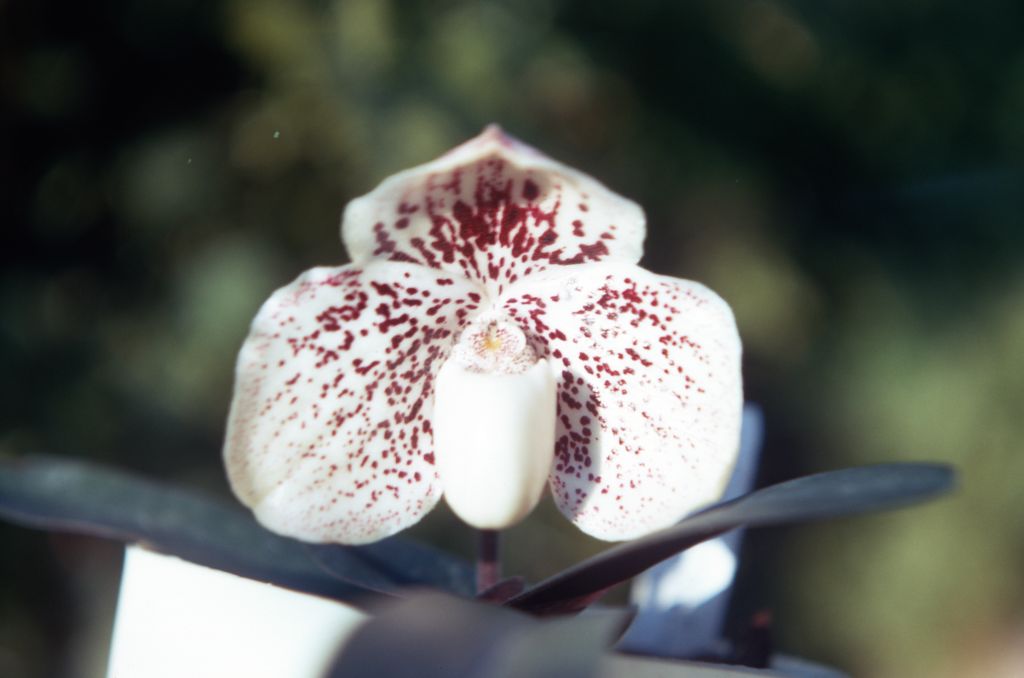Paphiopedilum leucochilum 'Starke's', August 1971, roll 197108H3 slide 20.  Species described in 1975, but known as a form of Paph. godefroyae as early as 1894.  More recently demoted again to a variety of godefroyae, but apparently distinct in habitat, unspotted pouch, and larger size.
