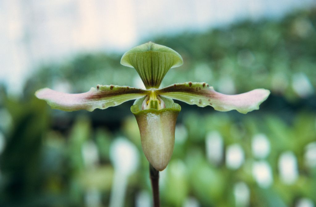 Paphiopedilum linii, February 1972, roll 197202H5 slide 16.  Species described in 1966 but now generally lumped into Paph. bullenianum.