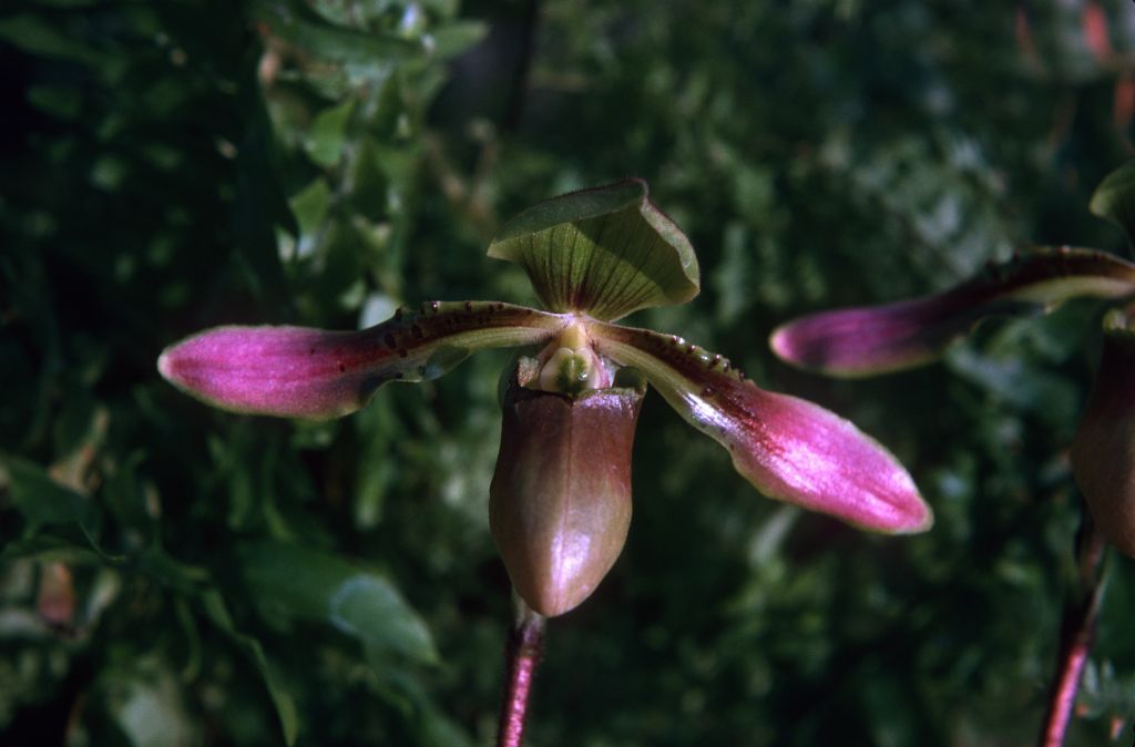 Paphiopedilum linii, December 1974, roll 197412H12 slide 24.  Species described in 1966 but now generally lumped into Paph. bullenianum.