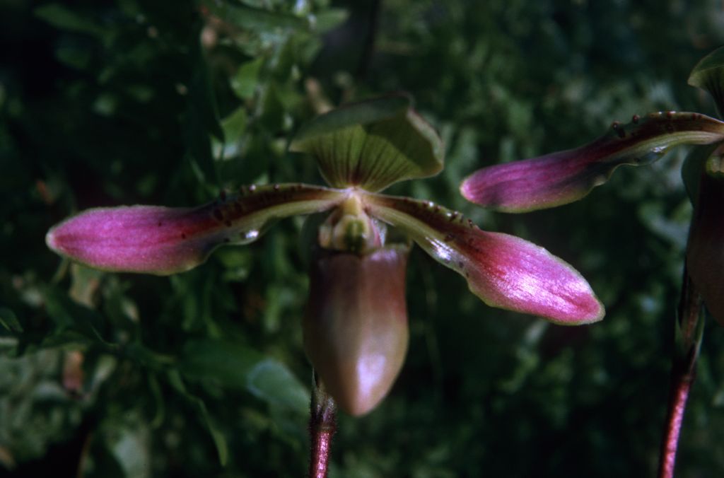 Paphiopedilum linii, December 1974, roll 197412H12 slide 25.  Species described in 1966 but now generally lumped into Paph. bullenianum.
