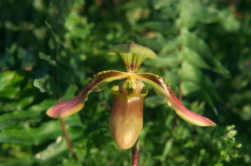 Paphiopedilum linii, January 1975, roll 197501H7 slide 11.  Species described in 1966 but now generally lumped into Paph. bullenianum.
