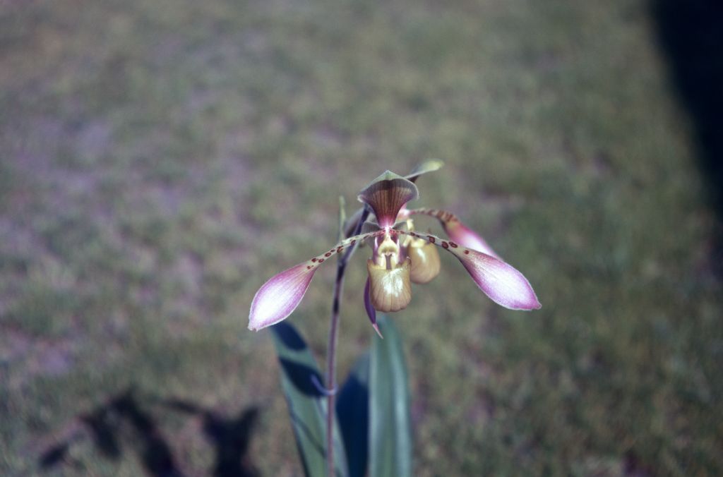 Paphiopedilum lowii light form, Clark Day's, March 1971, roll 197103H7 slide 13.  Species described in 1892.