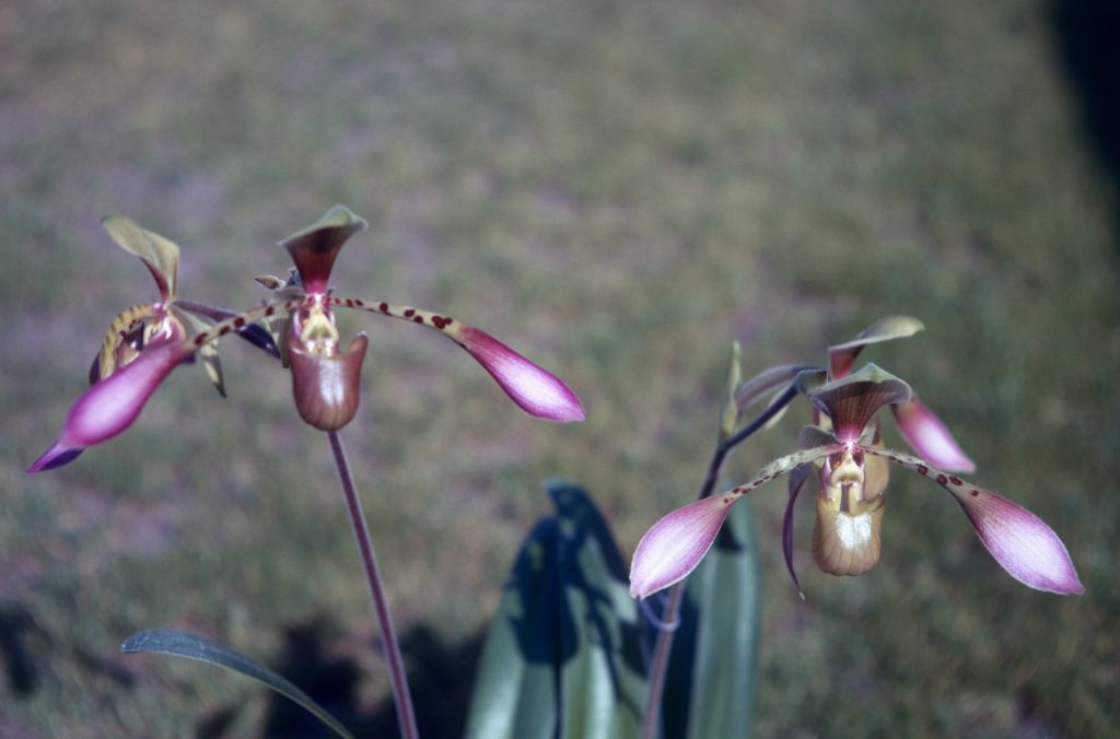 Paphiopedilum lowii dark and light forms, Clark Day's, March 1971, roll 197103H7 slide 14.  Species described in 1892.