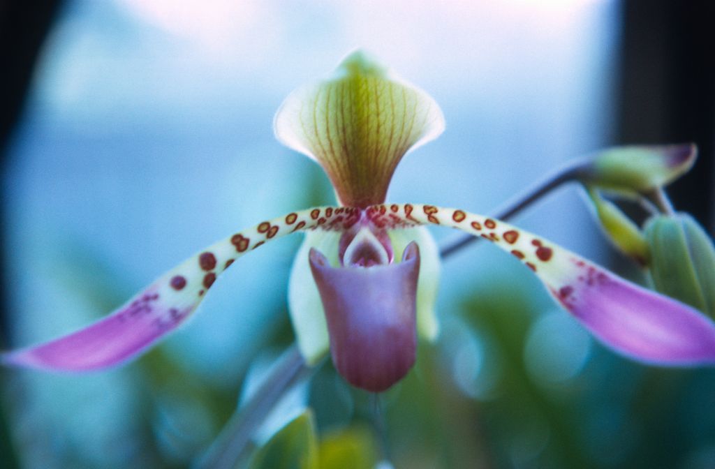 Paphiopedilum lowii "or new species", March 1972, roll 197203H7 slide 6.  Species described in 1892.