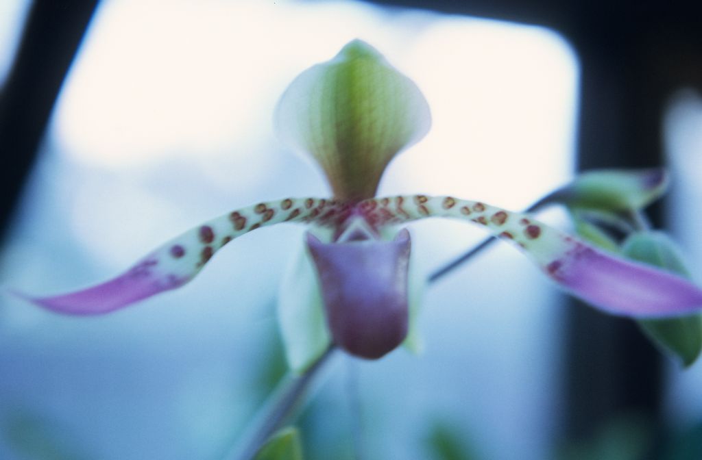 Paphiopedilum lowii "or new species", March 1972, roll 197203H7 slide 7.  Species described in 1892.