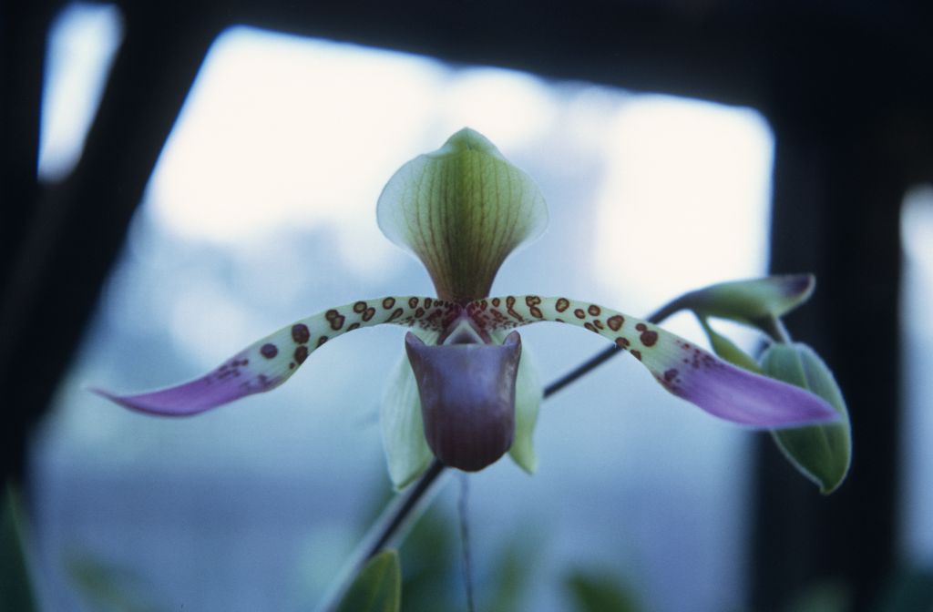Paphiopedilum lowii "or new species", March 1972, roll 197203H7 slide 8.  Species described in 1892.