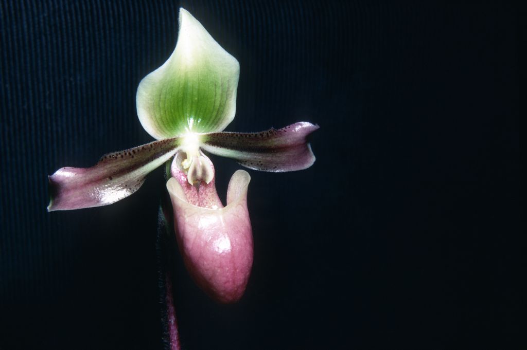 Paphiopedilum mastersianum 'Amboina' R68U4, October 1968, roll 196810H8 slide 10.  Species described in 1892.