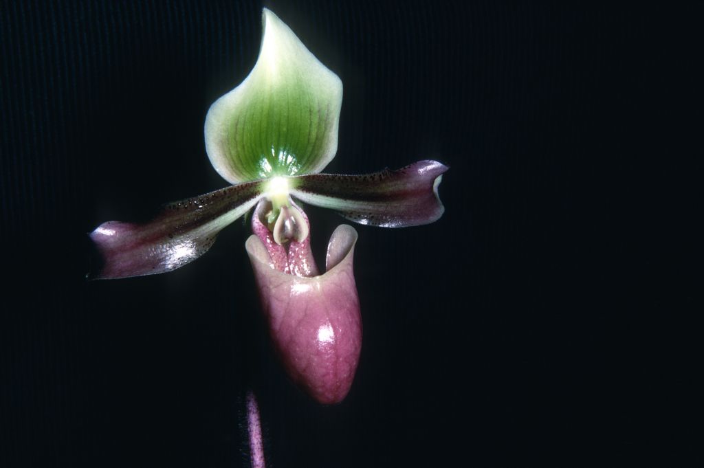 Paphiopedilum mastersianum 'Amboina' R68U4, October 1968, roll 196810H8 slide 6.  The collection number indicates this was a plant imported from Java by Ray Rands.  Species described in 1892.