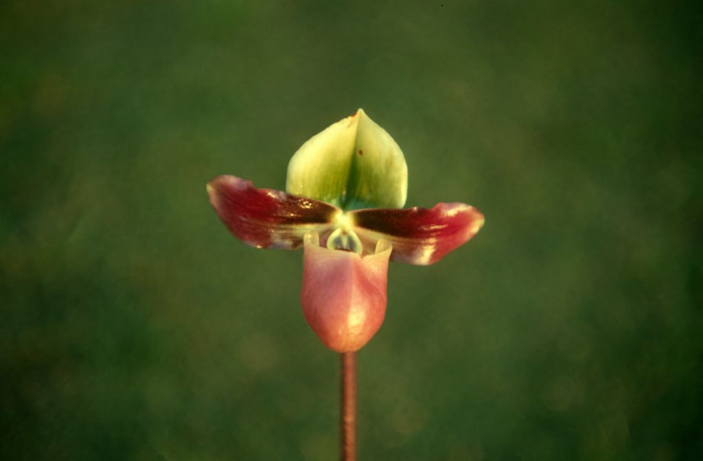 Paphiopedilum mastersianum, February 1971, roll 197102H7 slide 10.  Species described in 1892.