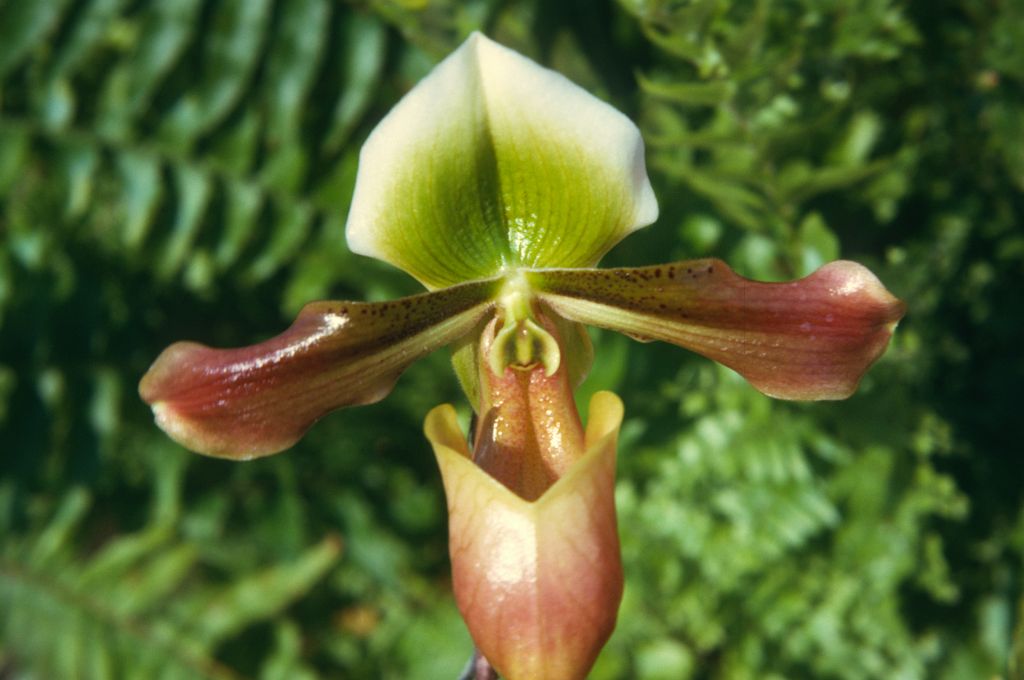 Paphiopedilum mastersianum, August 1974, roll 197408H11 slide 3.  Species described in 1892.