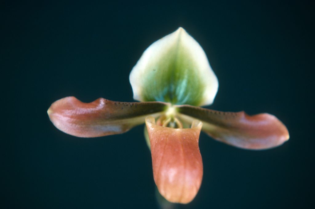 Paphiopedilum mastersianum, April 1975, roll 197504H12 slide 18.  Species described in 1892.