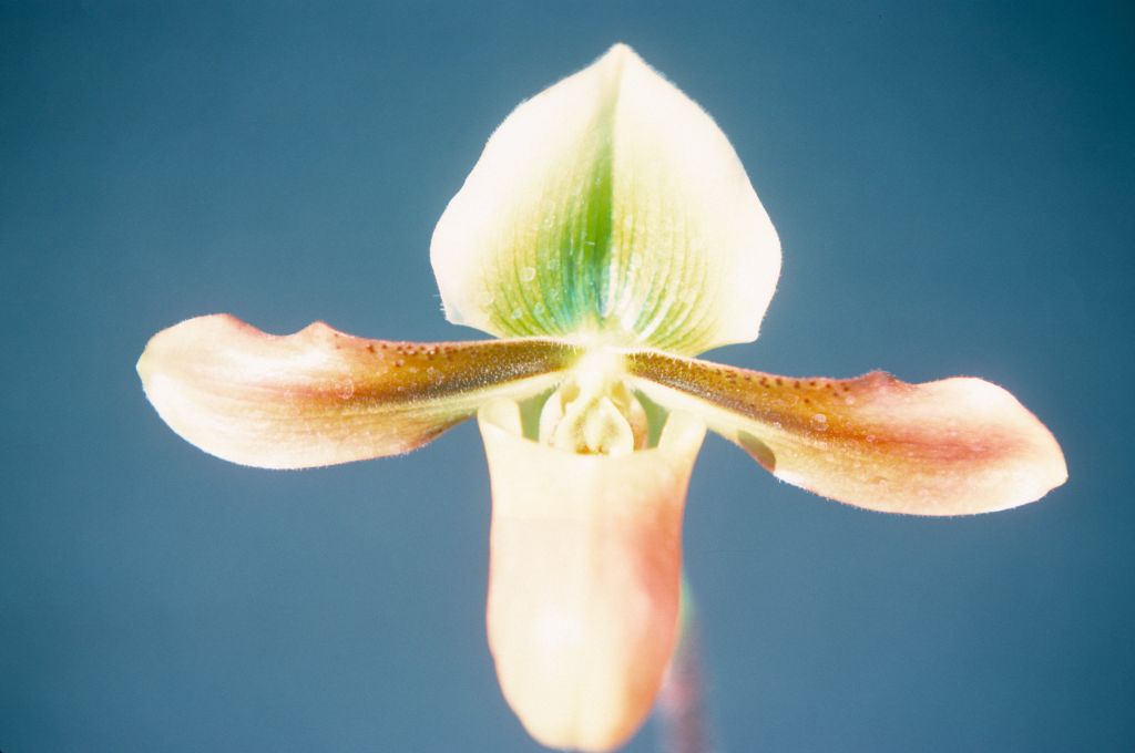 Paphiopedilum mastersianum, April 1975, roll 197504H12 slide 19.  Species described in 1892.