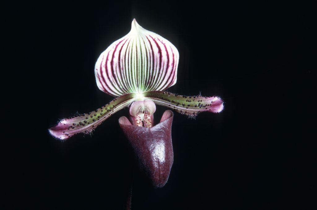 Paphiopedilum nigritum?, [Ray Rands collection number] R68U3, June 1968, roll 196806H6 slide 9.  Species described in 1894.