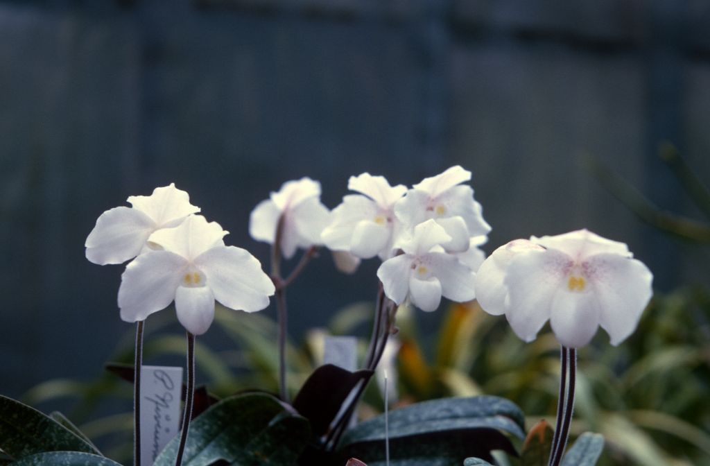 Paphiopedilum niveum group, August 1966, roll 196608H7 slide 12.  Species described in 1892.