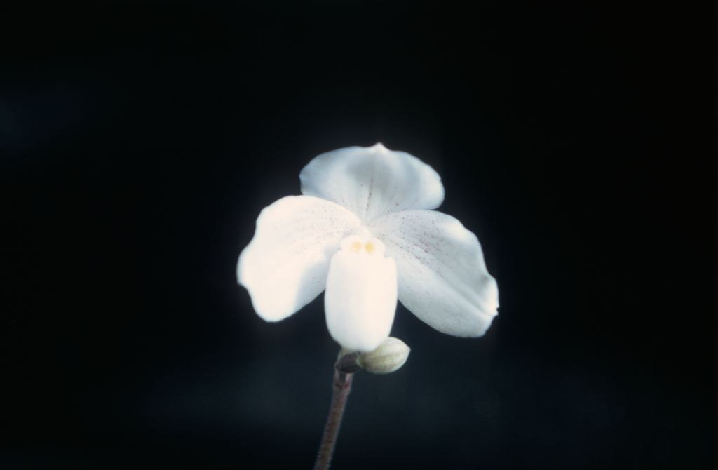 Paphiopedilum niveum new type, Rands, May 1971, roll 197105H7 slide 11.  Species described in 1892.