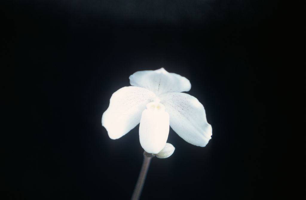 Paphiopedilum niveum new type, Rands, May 1971, roll 197105H7 slide 12.  Species described in 1892.
