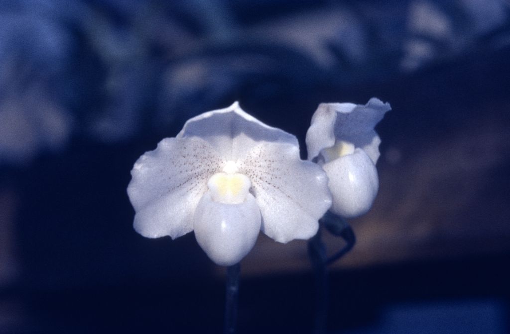 Paphiopedilum niveum, May 1972, roll 197205 slide 11.  Species described in 1892.