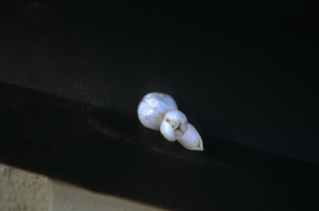 Paphiopedilum niveum album (opening bud?), June 1972, roll 197206H3 slide 8.  Species described in 1892.