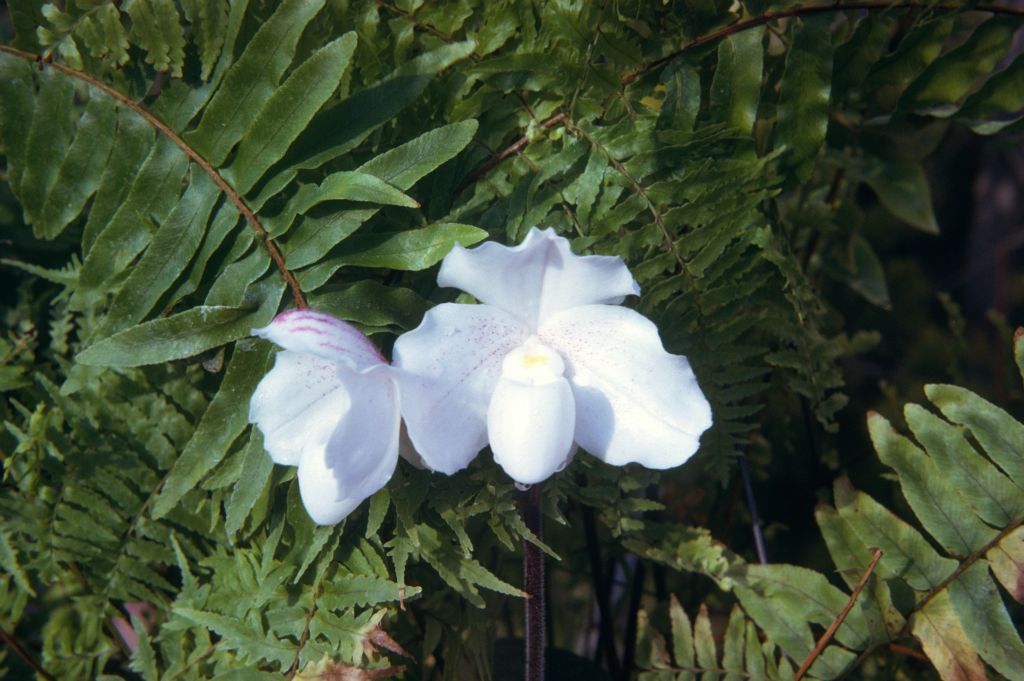 Paphiopedilum niveum, June 1974, roll 197406H12 slide 4.  Species described in 1892.