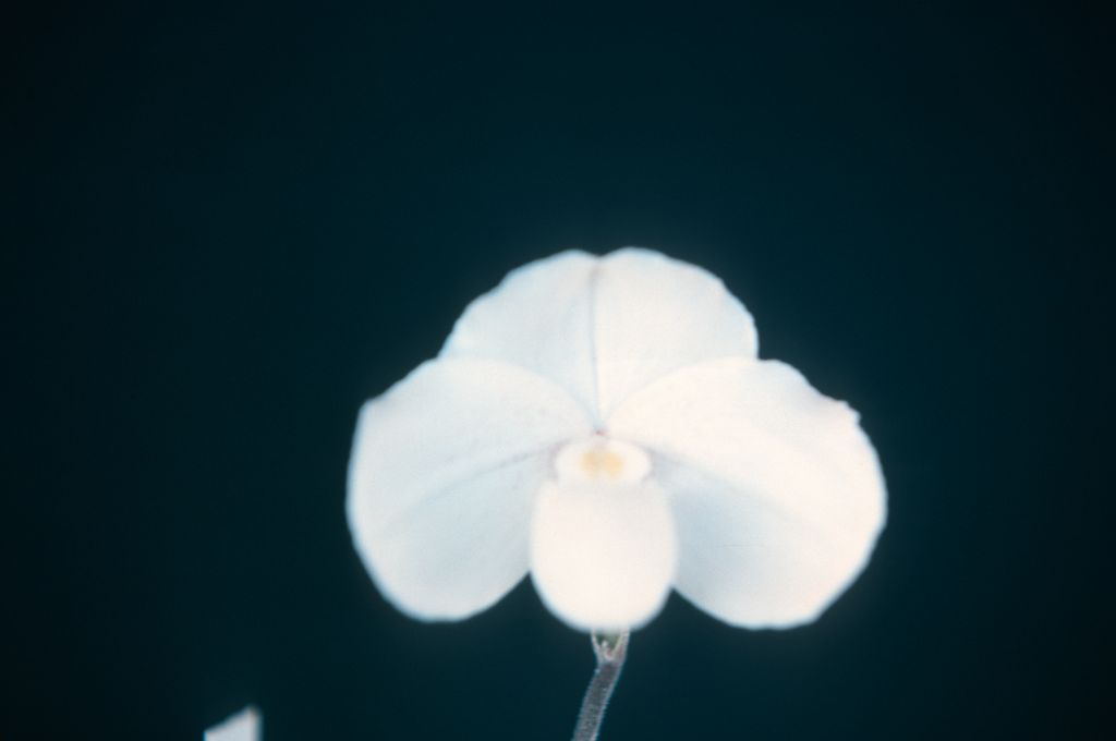 Paphiopedilum niveum 'Ultra', April 1975, roll 197504H12 slide 16.  Species described in 1892.