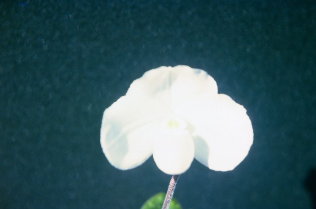 Paphiopedilum niveum, "No good, too light", April 1975, roll 197504H7 slide 1.  Species described in 1892.