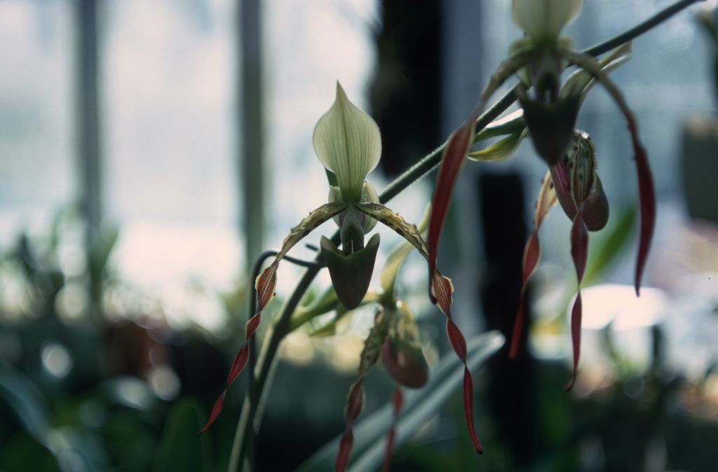 Paphiopedilum parishii 'Keyes', September 1967, roll 196709H7 slide 1.  Species described in 1892.