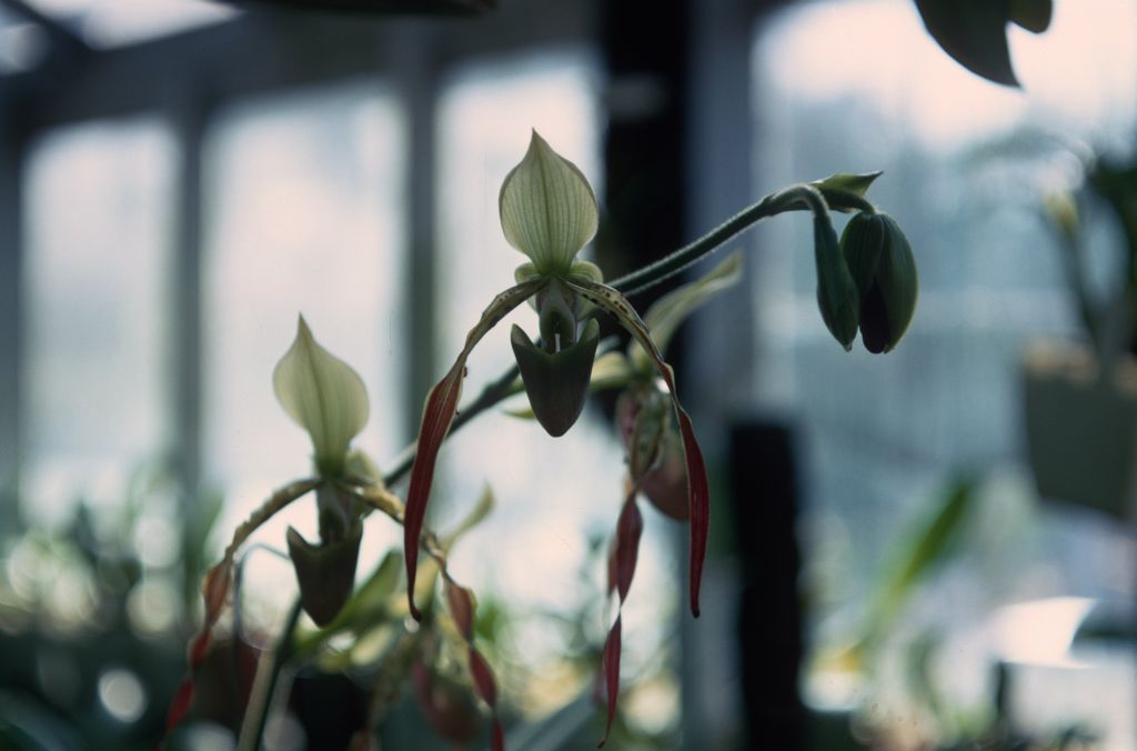 Paphiopedilum parishii 'Keyes', September 1967, roll 196709H7 slide 2.  Species described in 1892.