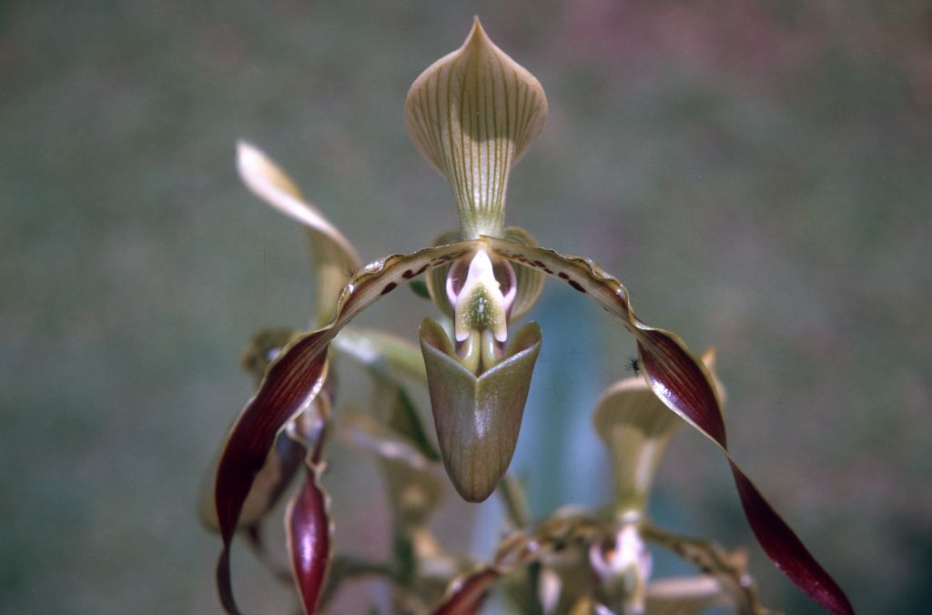 Paphiopedilum parishii 'Mahogany Twist', August 1971, roll 197108H3 slide 1.  Species described in 1892.