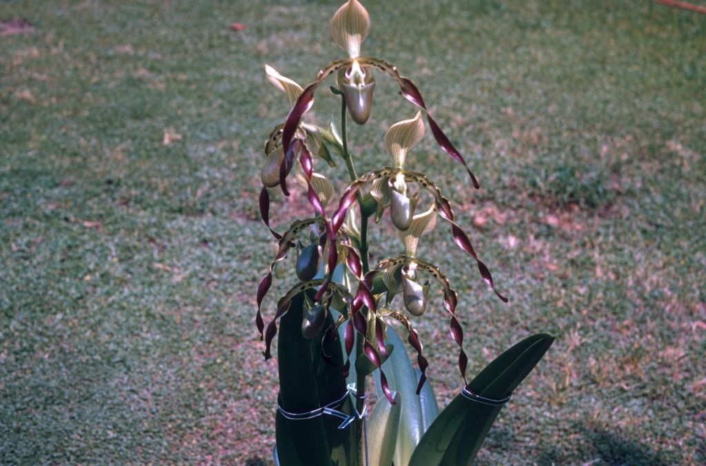 Paphiopedilum parishii 'Mahogany Twist', August 1971, roll 197108H3 slide 3.  Species described in 1892.