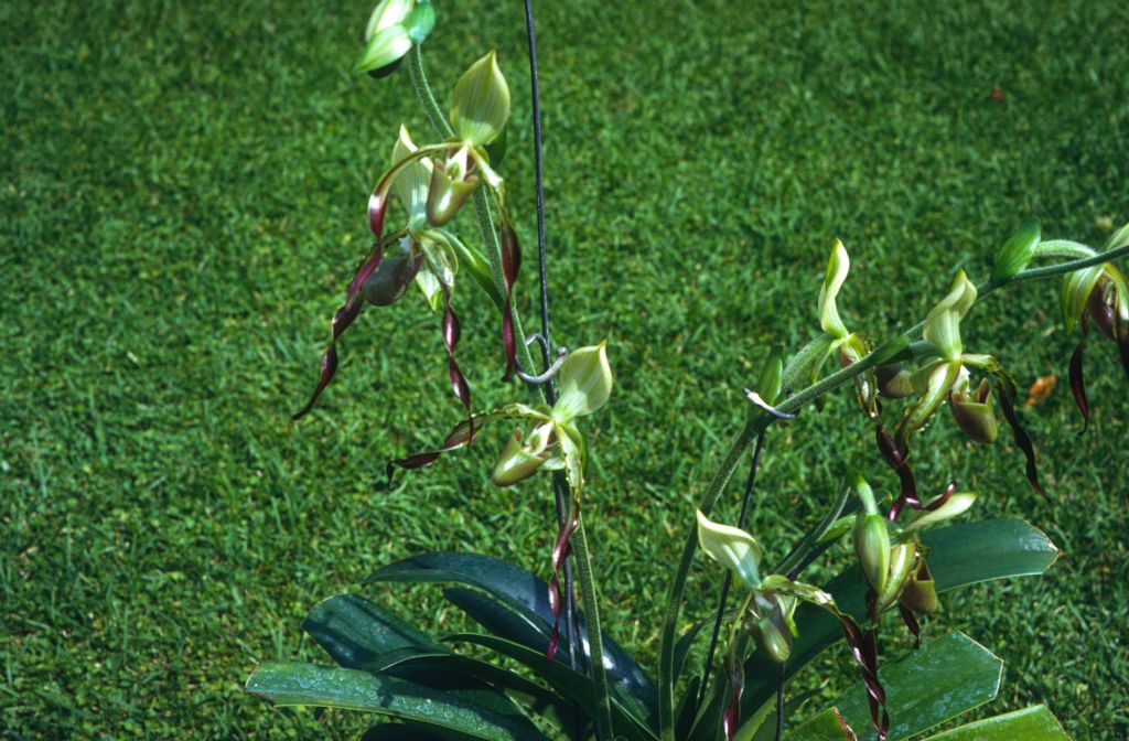 Paphiopedilum parishii, June 1972, roll 197206H4red slide 12.  Species described in 1892.