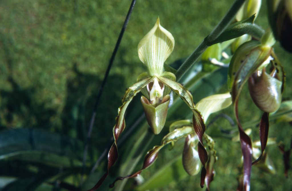 Paphiopedilum parishii, June 1972, roll 197206H4red slide 13.  Species described in 1892.