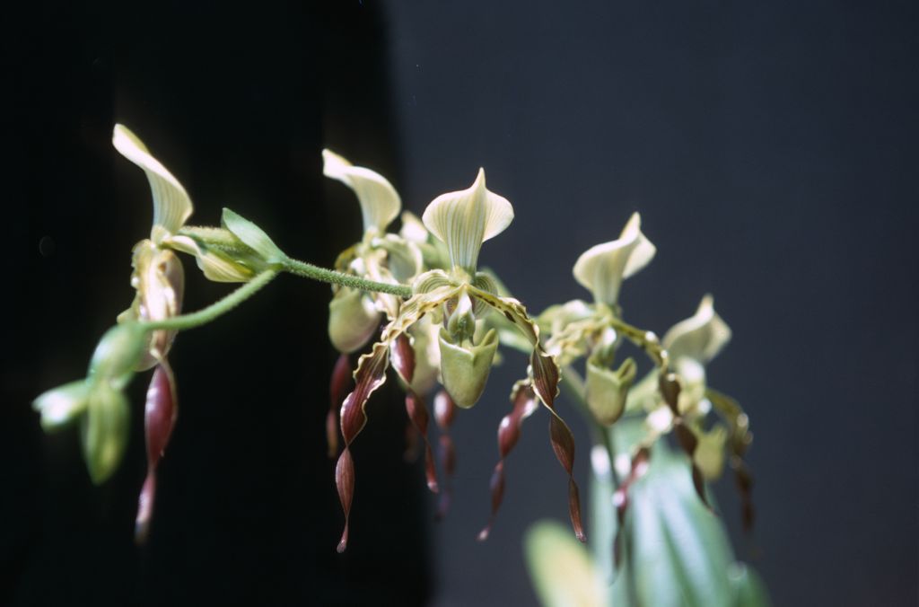 Paphiopedilum parishii 'Carimo', August 1974, roll 197408H4 slide 11.  Species described in 1892.