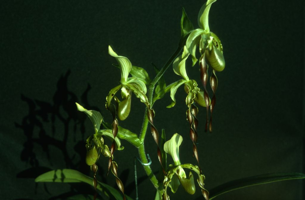 Paphiopedilum parishii, September 1975, roll 197509P7 slide 1.  Species described in 1892.