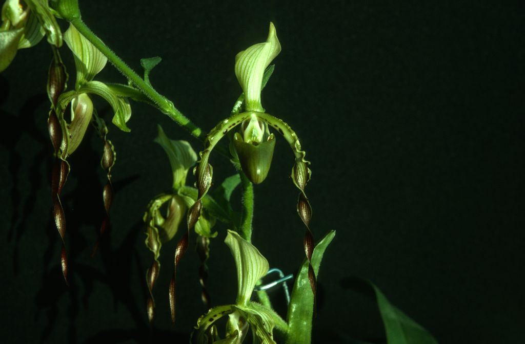 Paphiopedilum parishii, September 1975, roll 197509P7 slide 2.  Species described in 1892.