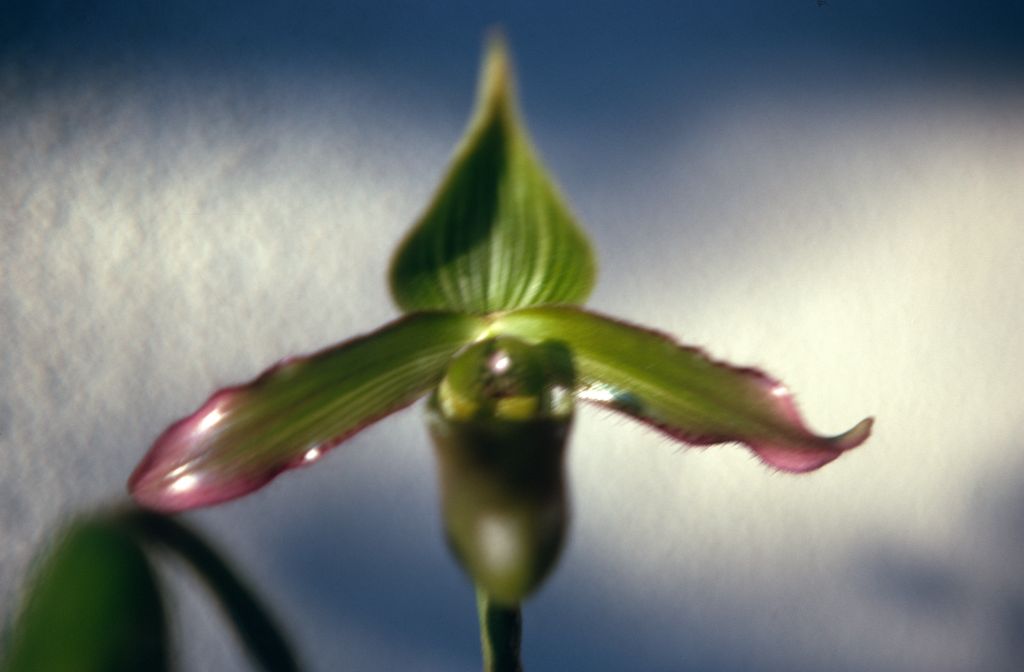 Paphiopedilum petri, January 1971, roll 197101H3 slide 3.  Species described in 1894.